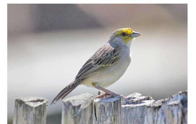 Yellow-browed sparrow Yellowbrowed Sparrow Ammodramus aurifrons Peru Aves Peru Birds