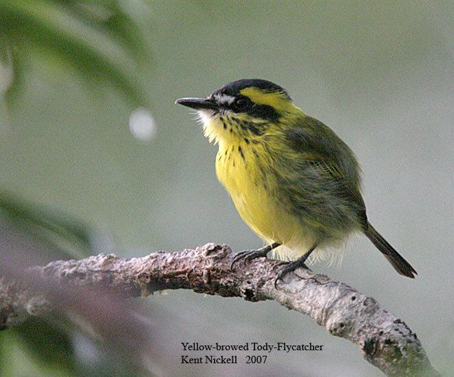 Yellow-browed tody-flycatcher wwwmangoverdecomwbgimages00000018035jpg