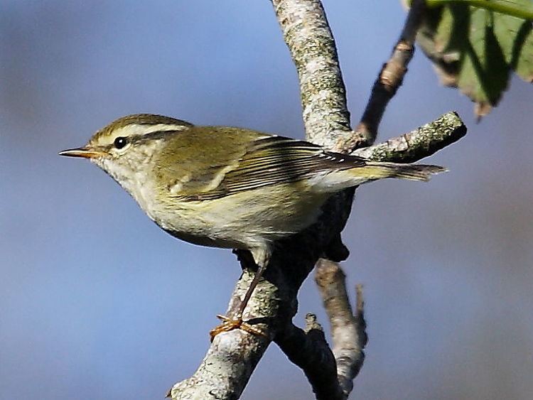 Yellow-browed warbler Yellowbrowed Warbler in Cornwall Wildlife Insight