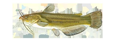 Yellow bullhead Fishing and Boating Resources How to start fishing today Take Me