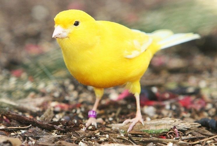 Yellow canary Yellow Canary Facts Pet Care Temperament Housing Pictures