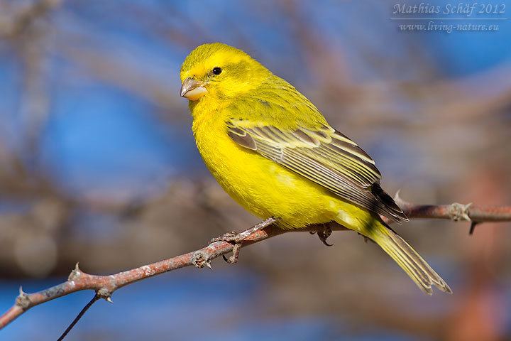 Yellow canary wwwlivingnatureeuwpcontentgallerygelbbauchg
