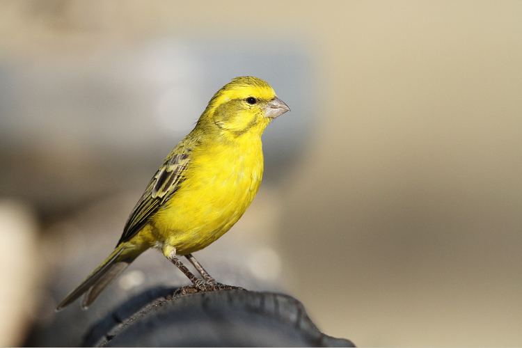 Yellow canary Yellow Canary Facts Pet Care Temperament Housing Pictures