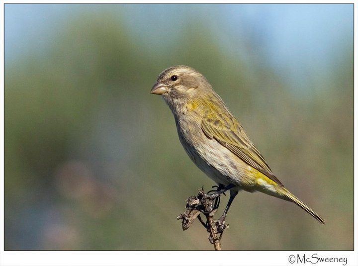 Yellow canary Yellow Canary