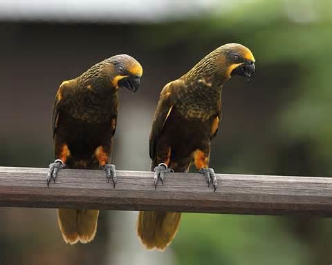 Yellow-capped pygmy parrot More on Micropsitta keiensis Yellowcapped Pygmy Parrot