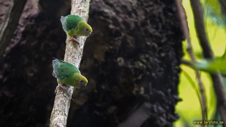 Yellow-capped pygmy parrot Yellowcapped Pygmyparrot Micropsitta keiensis videos photos and