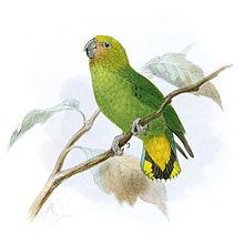 Yellow-capped pygmy parrot httpsuploadwikimediaorgwikipediacommonsthu