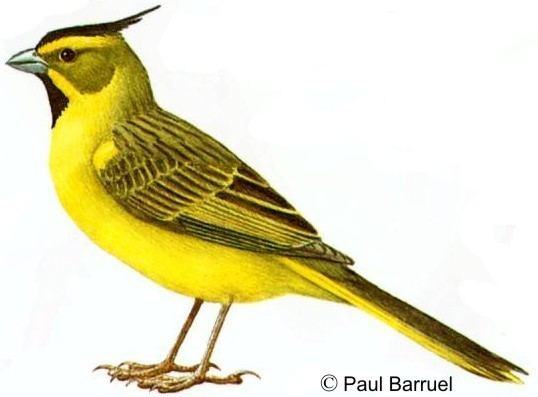 Yellow cardinal Yellow Cardinal Project