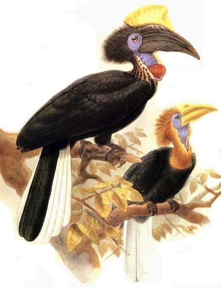 Yellow-casqued hornbill Yellowcasqued Hornbill Ceratogymna elata Wiki
