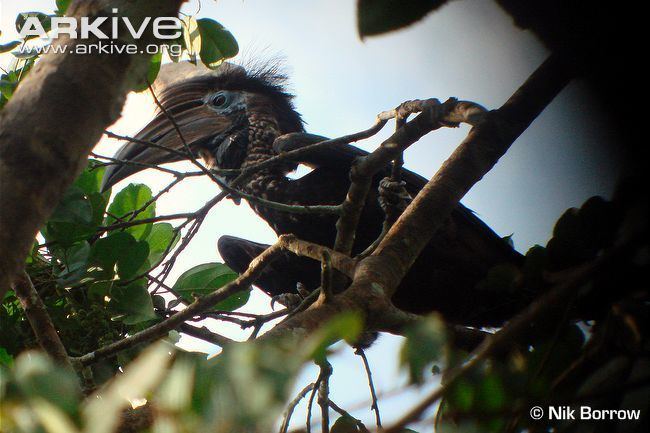 Yellow-casqued hornbill Yellowcasqued hornbill videos photos and facts Ceratogymna elata