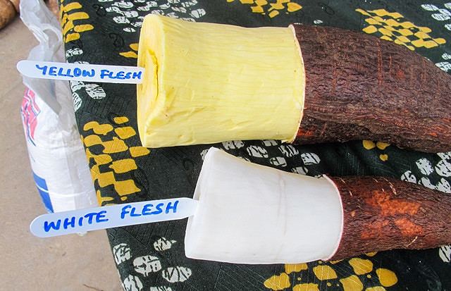 Yellow cassava Yellow Cassava in Nigeria Flickr