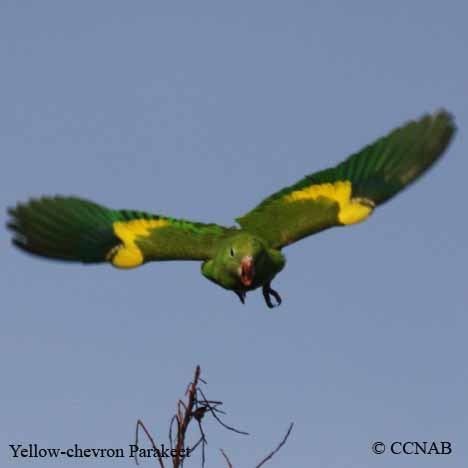 Yellow-chevroned parakeet Yellowchevroned Parakeet North American Birds Birds of North