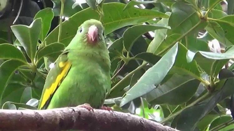 Yellow-chevroned parakeet Yellowchevroned Parakeet Brotogeris chiriri wild birds YouTube