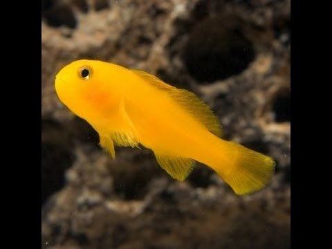 Yellow clown goby First fish in our Nano tank yellow clown goby YouTube