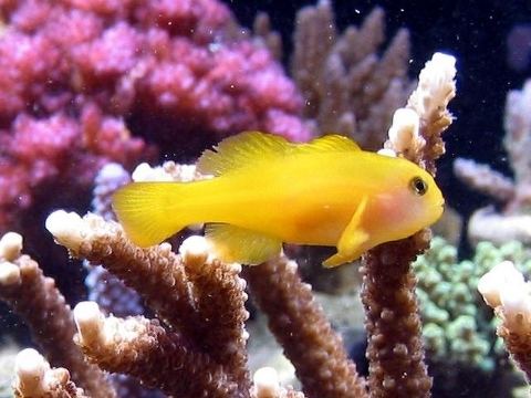 Yellow clown goby Lets Clown Around With More Gobies The Gobiodon sp ReefKeepingcom