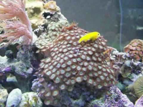 Yellow clown goby Should I care for a yellow clown goby YouTube