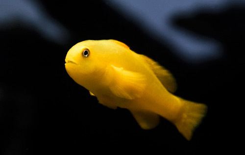 Yellow clown goby The Yellow Clown Goby A Practically Perfect Nano Candidate