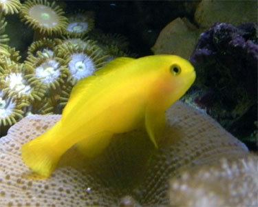 Yellow clown goby Yellow Clown Goby Aquarium Hobbyist Resource and Social Networking