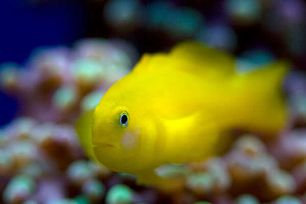 Yellow clown goby Unofficial Clown Goby Thread Fish Forum NanoReefcom Community