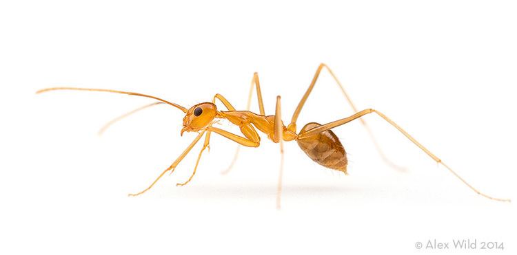 Yellow crazy ant The Yellow Crazy Ant Anoplolepis gracilipes
