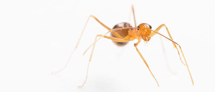 Yellow crazy ant yellow crazy ants in the wet tropics