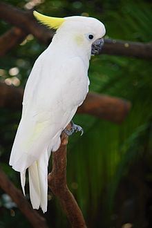 Yellow-crested cockatoo httpsuploadwikimediaorgwikipediacommonsthu