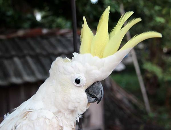 Yellow-crested cockatoo YellowCrested Cockatoo Facts Behavior Pet Care Pictures