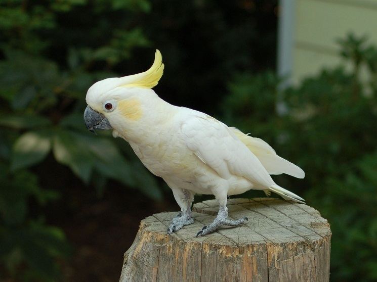 yellow and white cockatoo