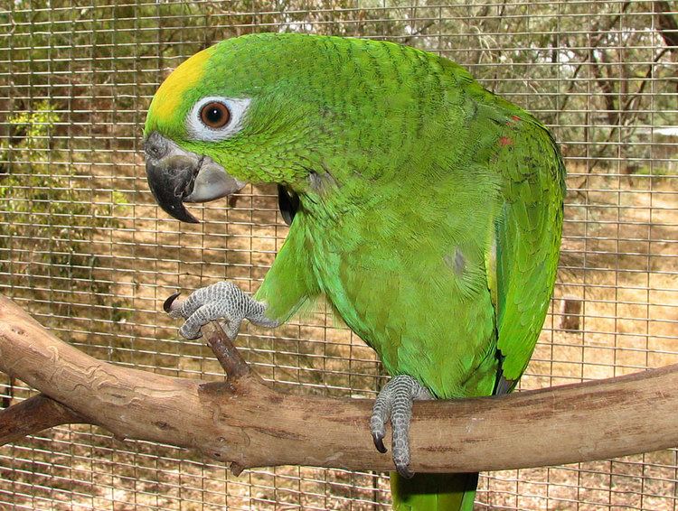 Yellow-crowned amazon Yellowcrowned Amazon from Priam Parrot Breeding