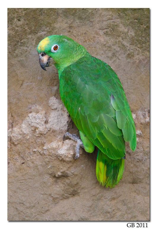 Yellow-crowned amazon CROWNED AMAZON PARROT