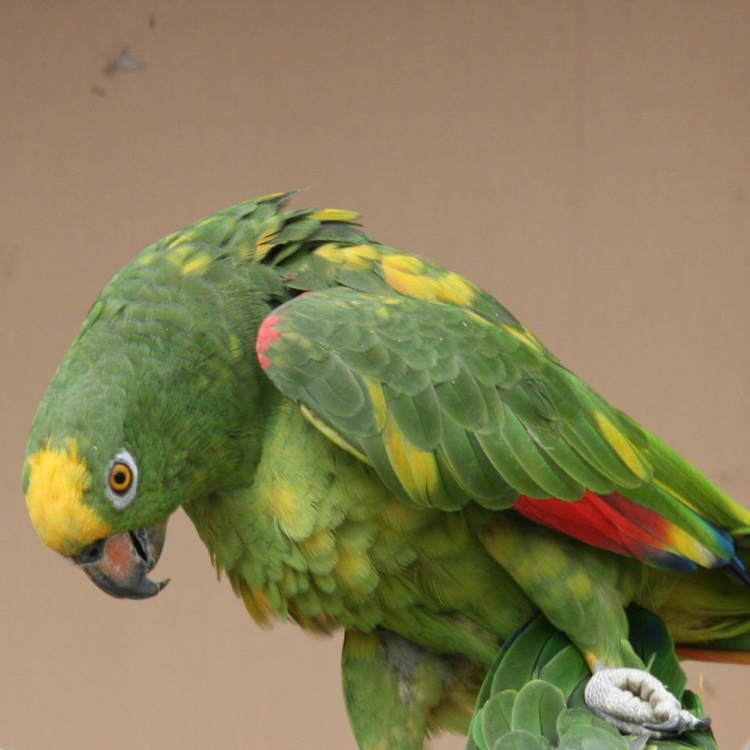 Yellow-crowned amazon Yellowcrowned Amazon Parrots