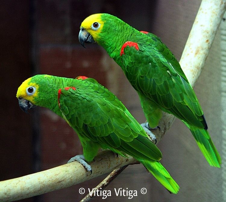 Yellow-crowned amazon wwwparrotsdailynewscomwpcontentuploads20150