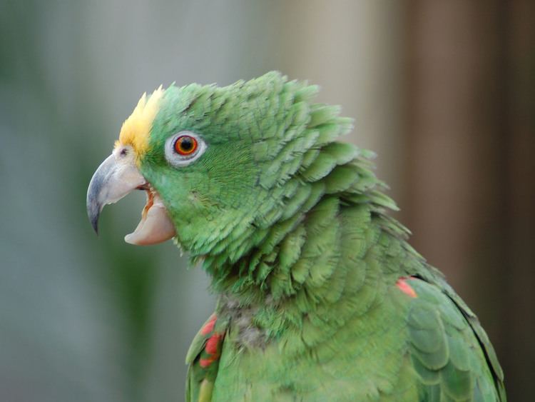 Yellow-crowned amazon The Online Zoo Yellowcrowned Amazon