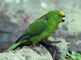 Yellow-crowned parakeet The Yellow Crowned Parakeet New Zealand Endangered Species