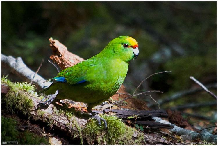 Yellow-crowned parakeet Yellowcrowned Parakeet Birds of Nelson Lakes NatureWatch NZ