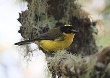 Yellow-crowned whitestart httpsuploadwikimediaorgwikipediacommonsthu