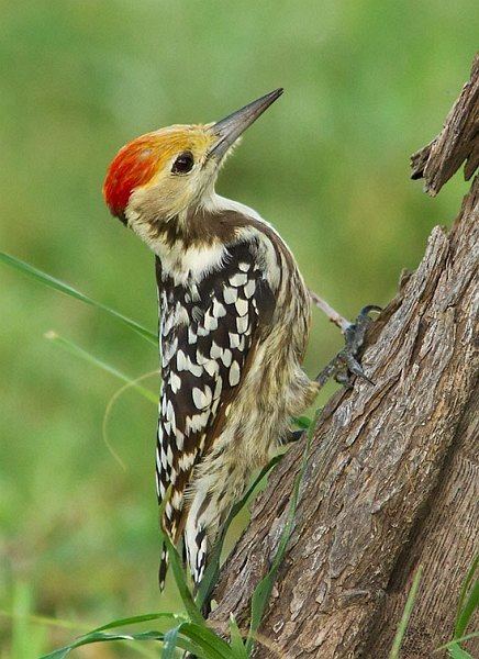 Yellow-crowned woodpecker httpssmediacacheak0pinimgcomoriginalsa5