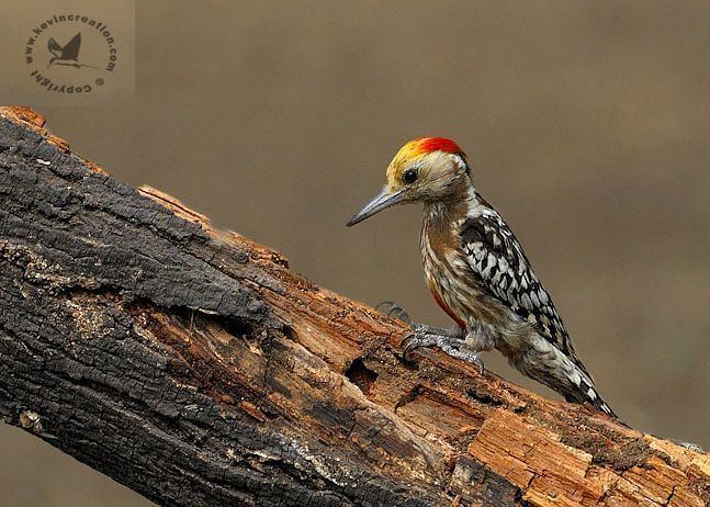 Yellow-crowned woodpecker Oriental Bird Club Image Database Yellowcrowned Woodpecker