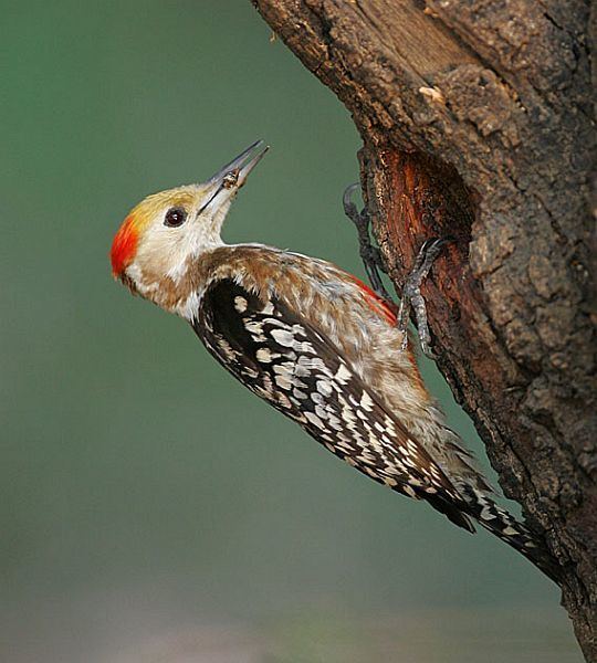 Yellow-crowned woodpecker Oriental Bird Club Image Database Yellowcrowned Woodpecker