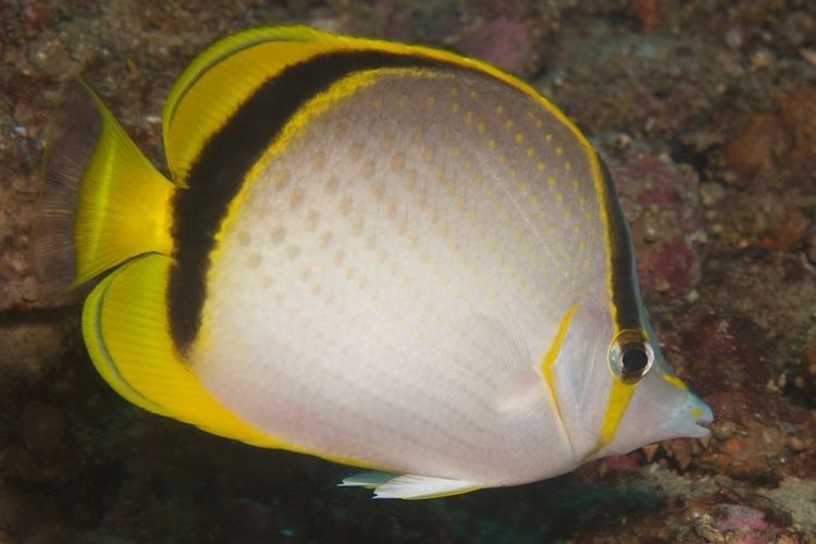 Yellow-dotted butterflyfish wwwbossenchfrankv4imagesdbstandardchasel0jpg