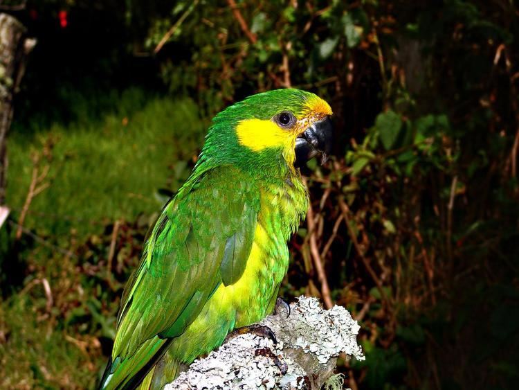 Yellow-eared parrot yellow eared parrot Parrots Pinterest Pets Yellow and Parrots