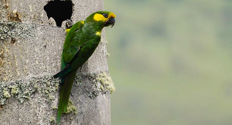 Yellow-eared parrot Yelloweared Parrot American Bird Conservancy