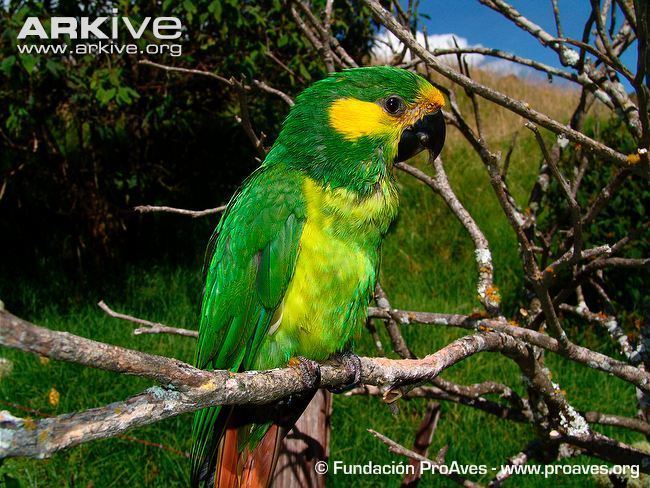 Yellow-eared parrot cdn1arkiveorgmedia6B6BF7772FAFB241F2BA7FC