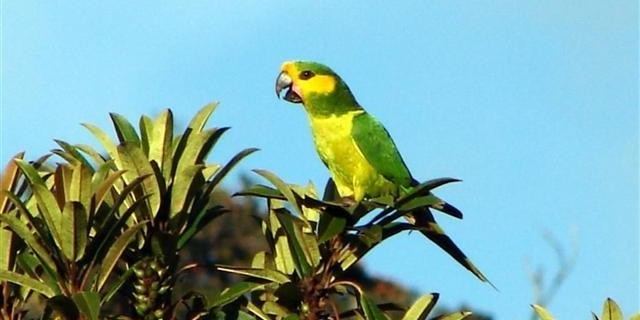 Yellow-eared parrot YellowEared Parrot Our Endangered World