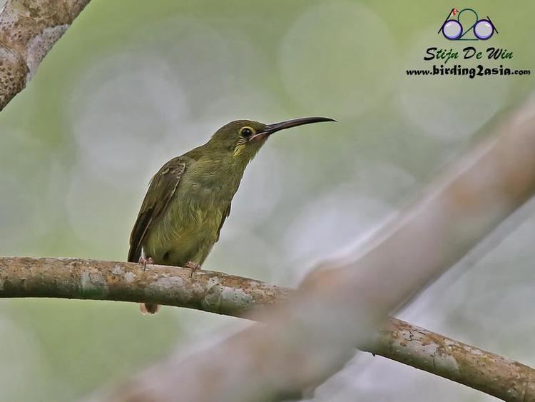 Yellow-eared spiderhunter Contributor photo gallery HBW Alive