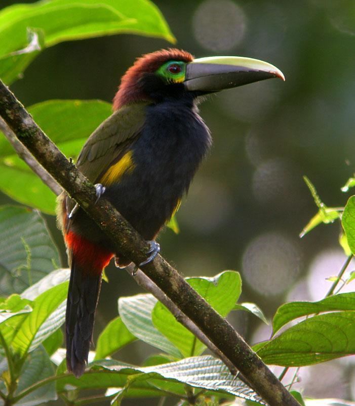 Yellow-eared toucanet Yelloweared Toucanet Selenidera spectabilis videos photos and