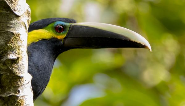 Yellow-eared toucanet Canopy Family Yelloweared Toucanet