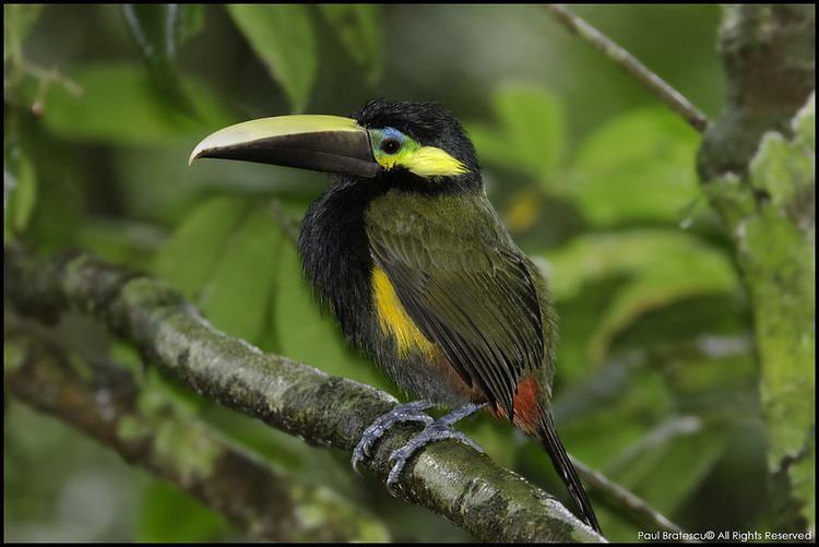 Yellow-eared toucanet httpsc1staticflickrcom43674121571226144c4