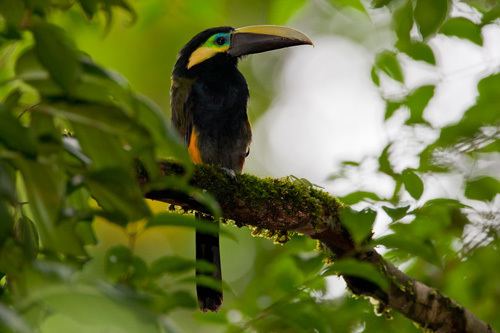 Yellow-eared toucanet Surfbirds Online Photo Gallery Search Results