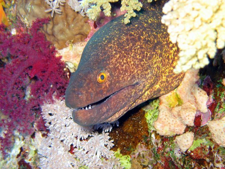 Yellow-edged moray Yellowedged moray Wikipedia